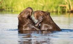 Iberá: un nuevo comienzo en la naturaleza